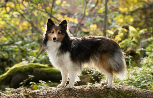 What is False Pregnancy in Dogs