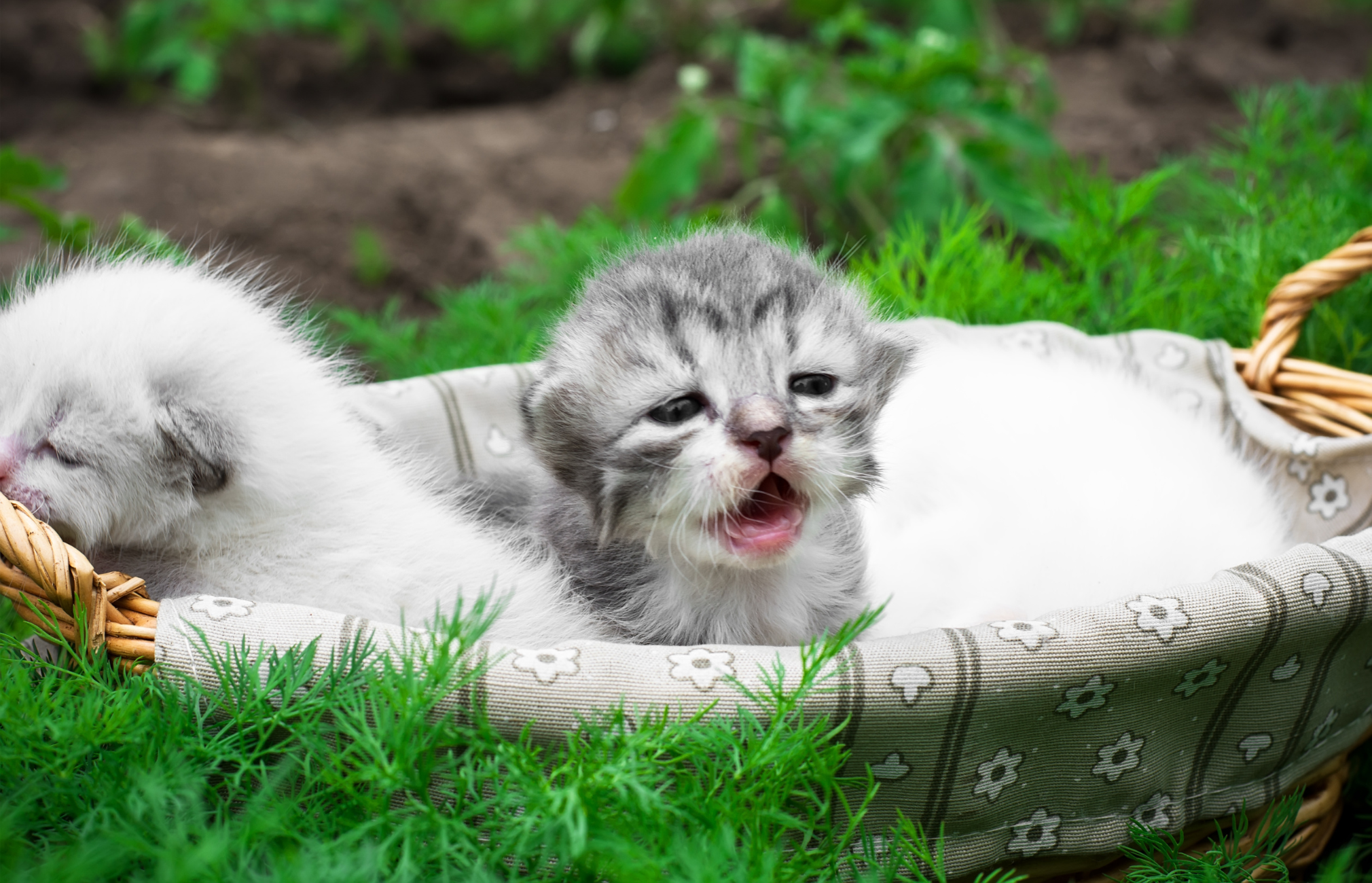 Post Natal Care of a Cat and her Newborn Kittens