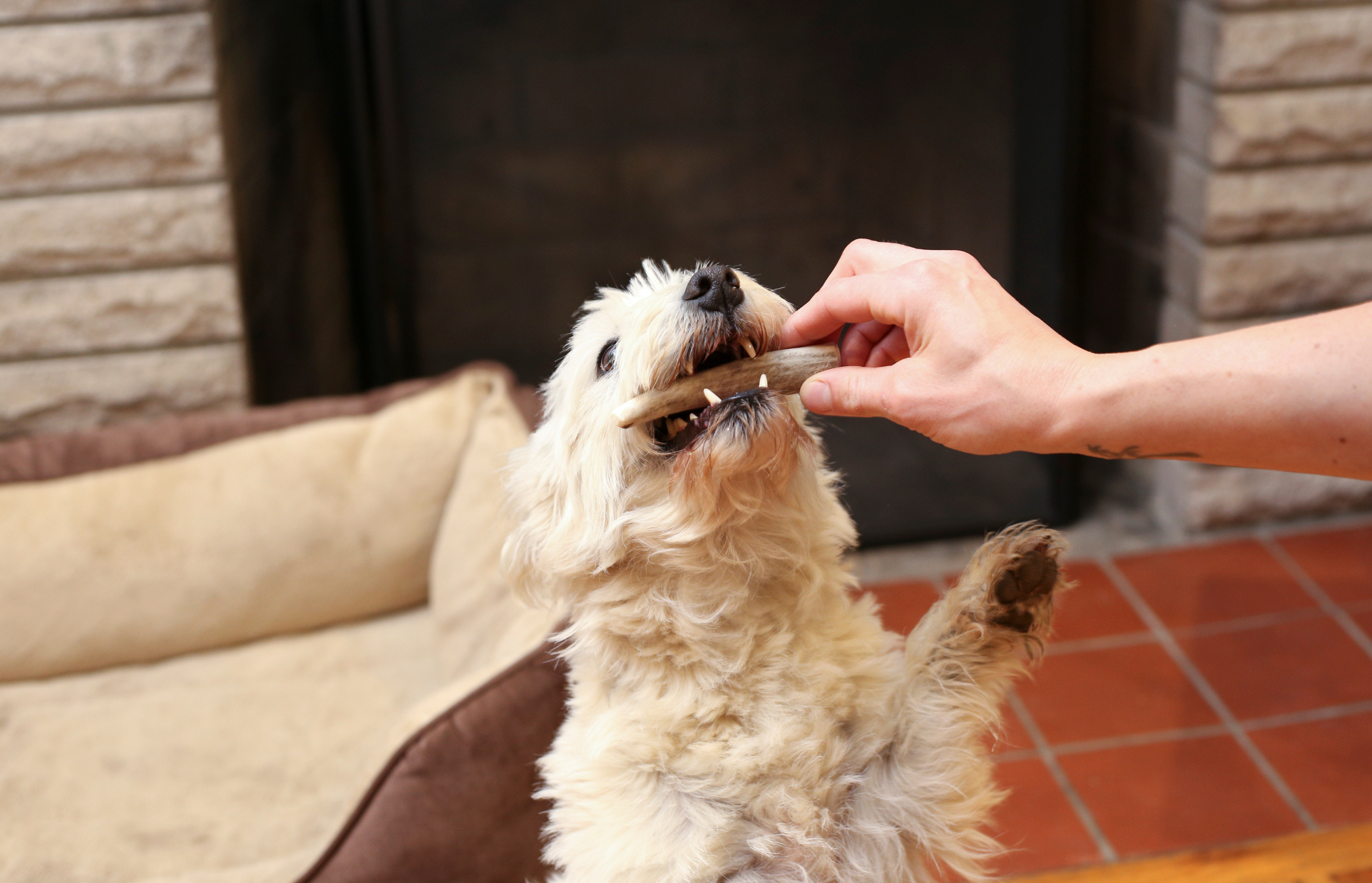 elk antlers for dogs