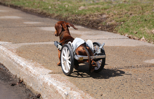 dog in wheelchair