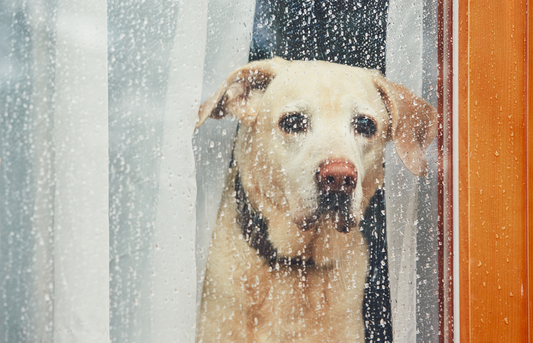 How to Help A Dog with Separation Anxiety