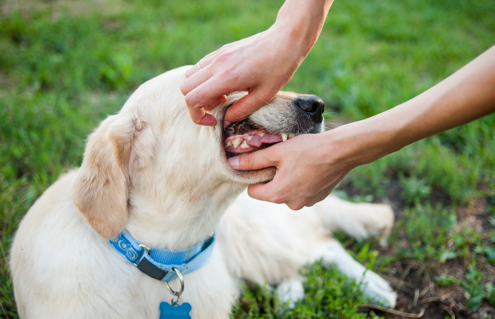 Dog Dental Care