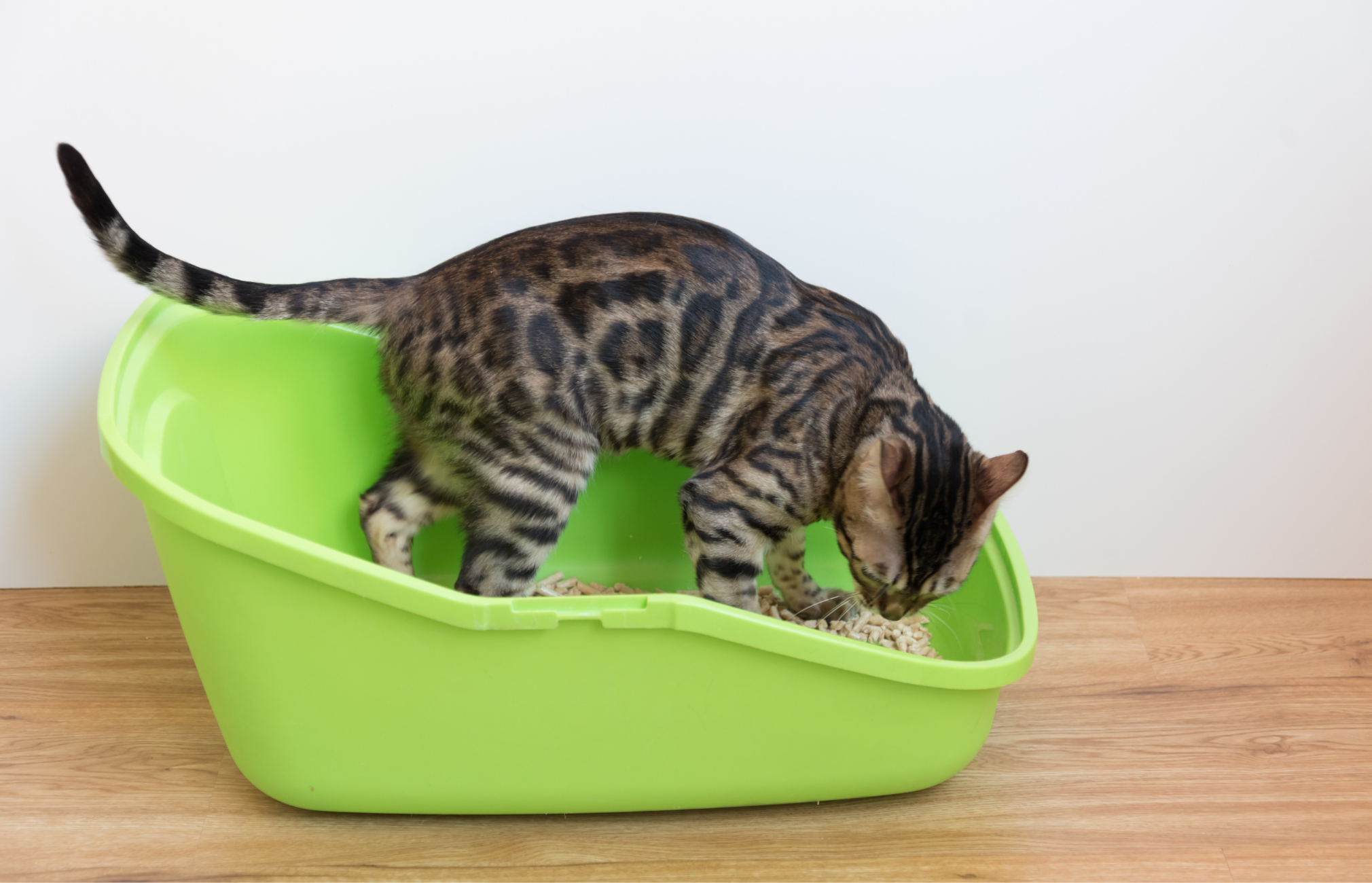 What does cat pee smell like?