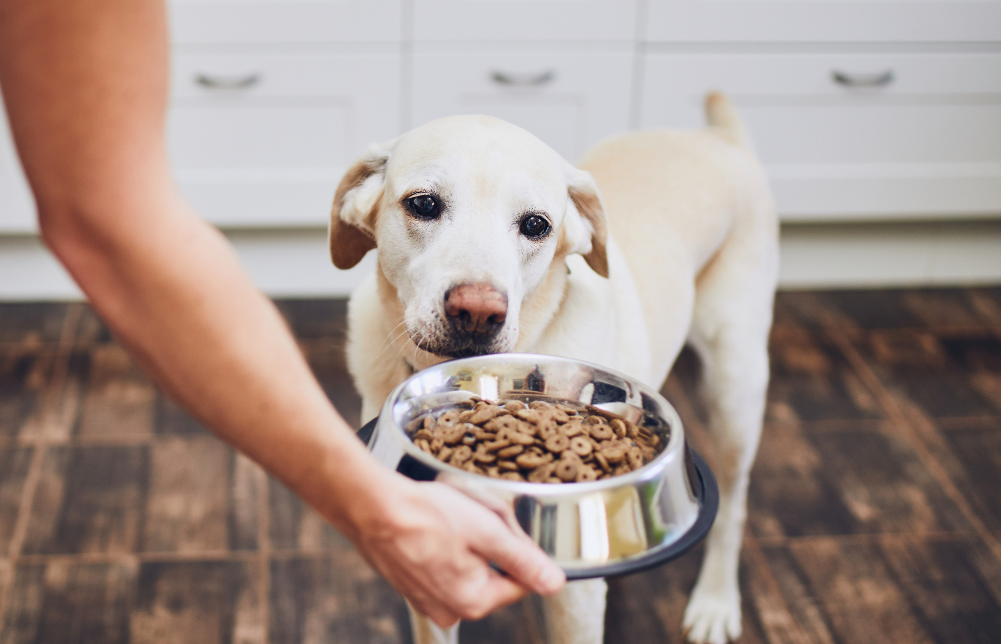 How to Properly Feed Your Dogs