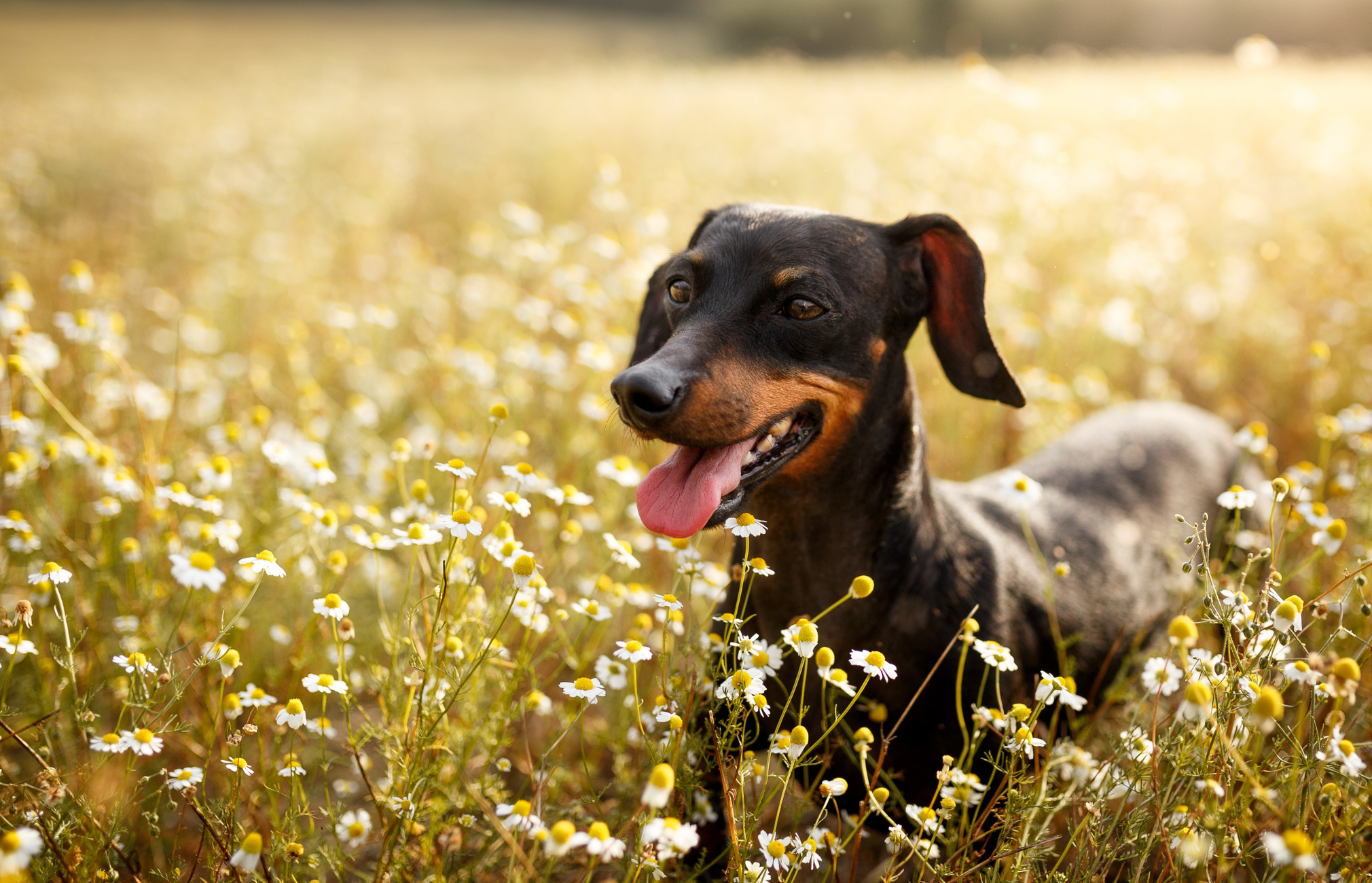 Probiotics for Bad Breath in Dogs