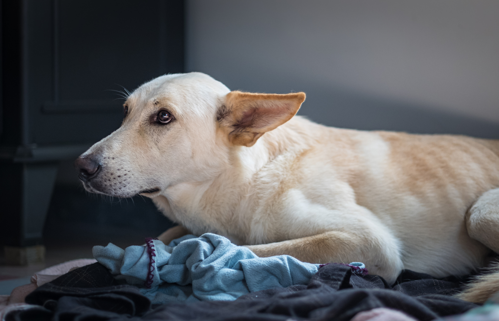Keeping Your Pet Safe for the New Year