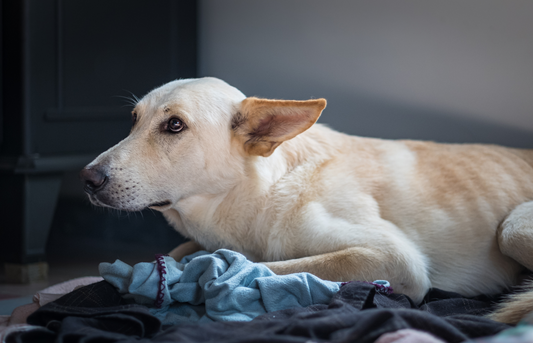 Keeping Your Pet Safe for the New Year
