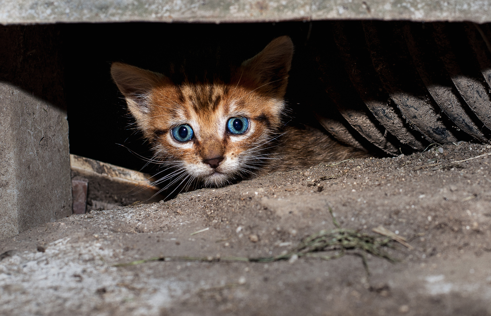 Cat Anxiety: Settling Your Stressed Cat