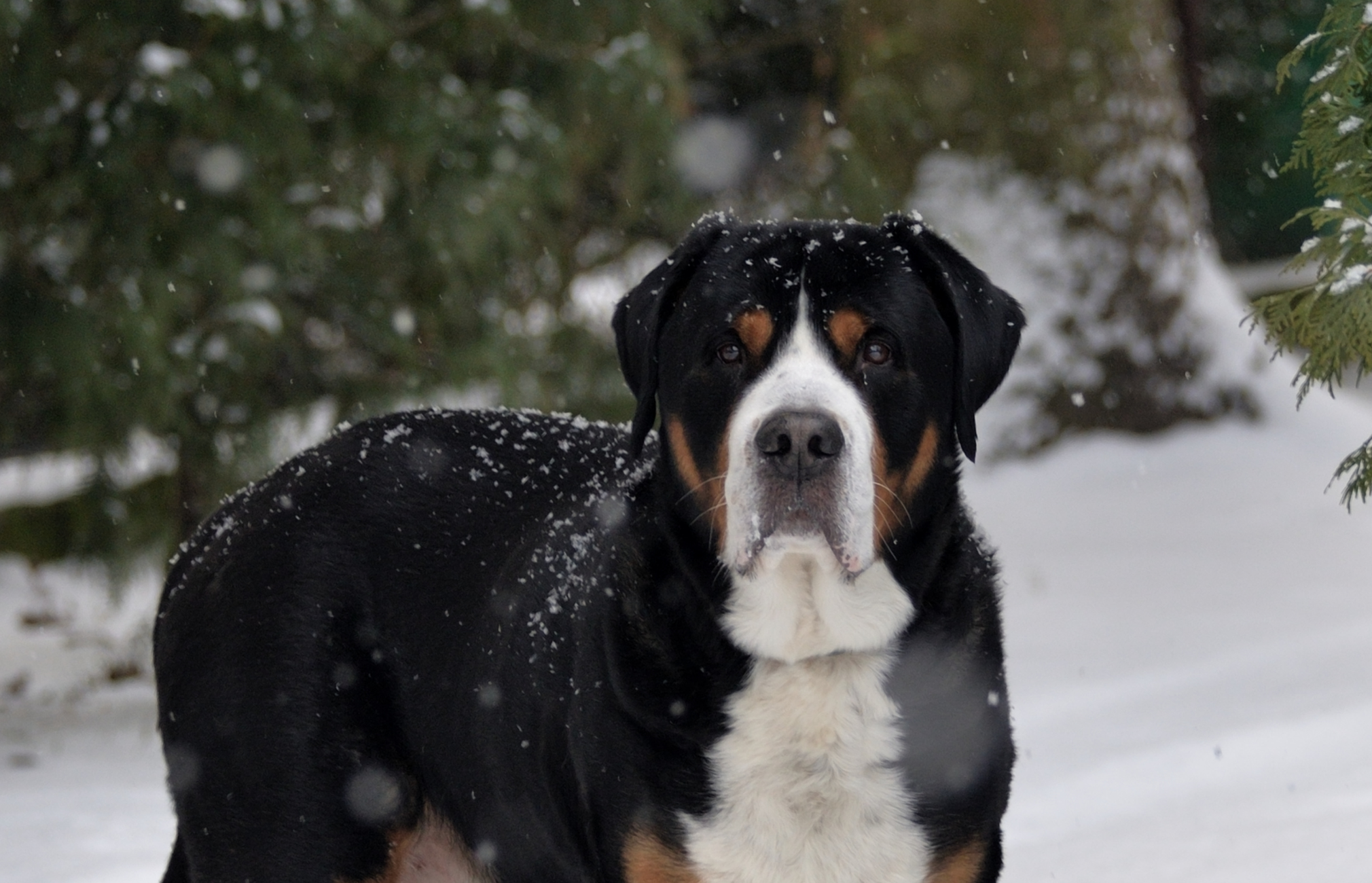 Holiday Ready: What To Do For Your Pets