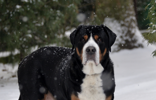 Holiday Ready: What To Do For Your Pets