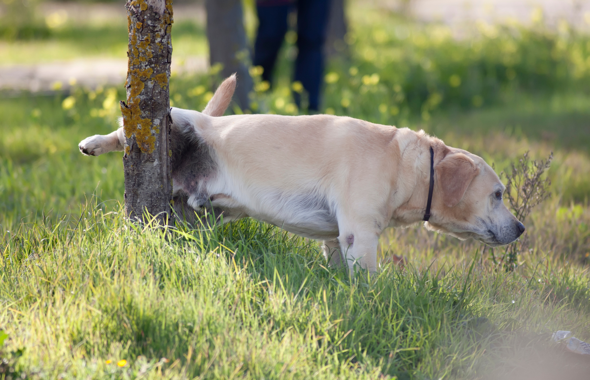 The Bad Effects of Dog Urine Odor in Our Homes