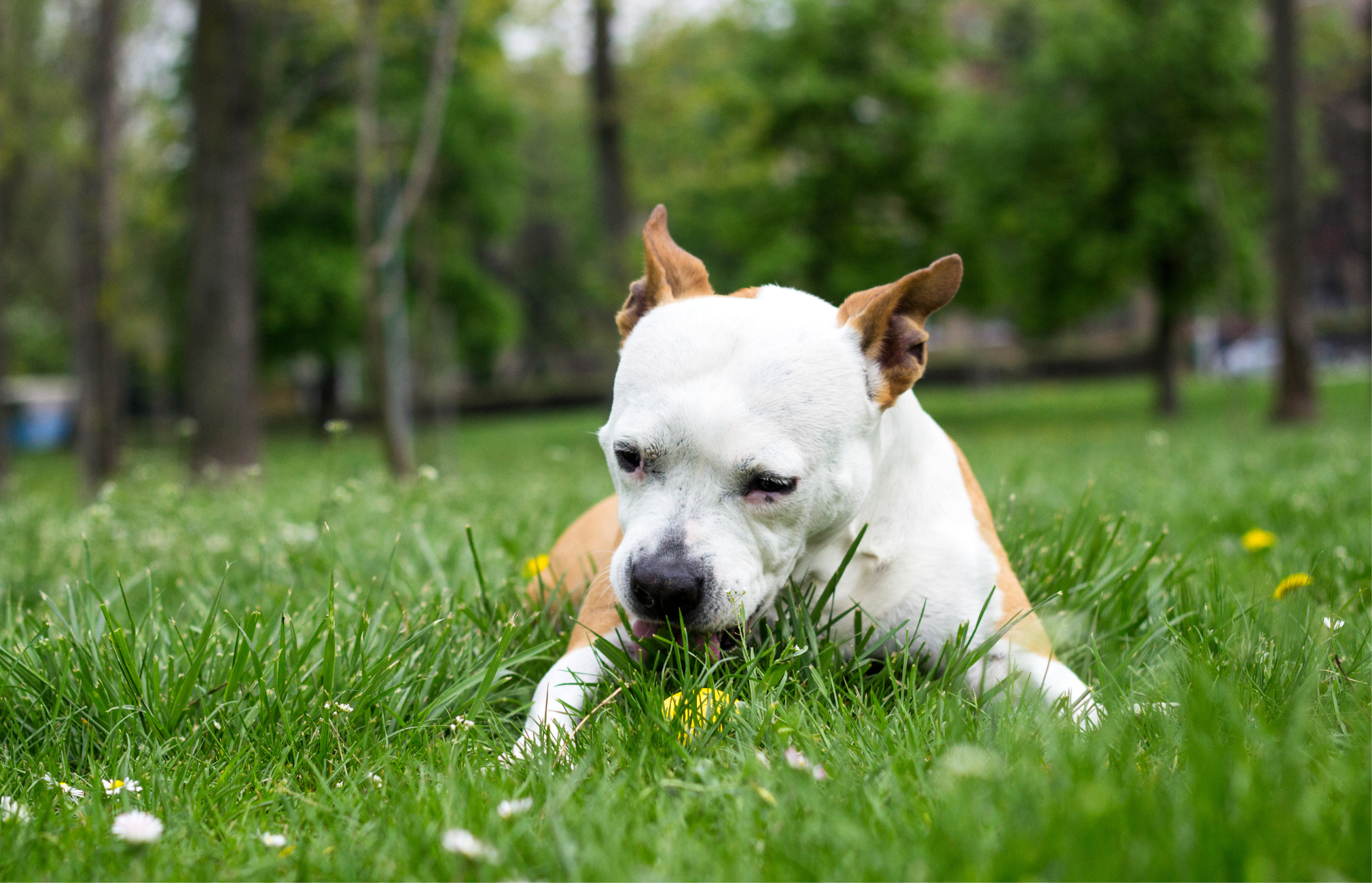 What to Do When Dogs Eat Poop