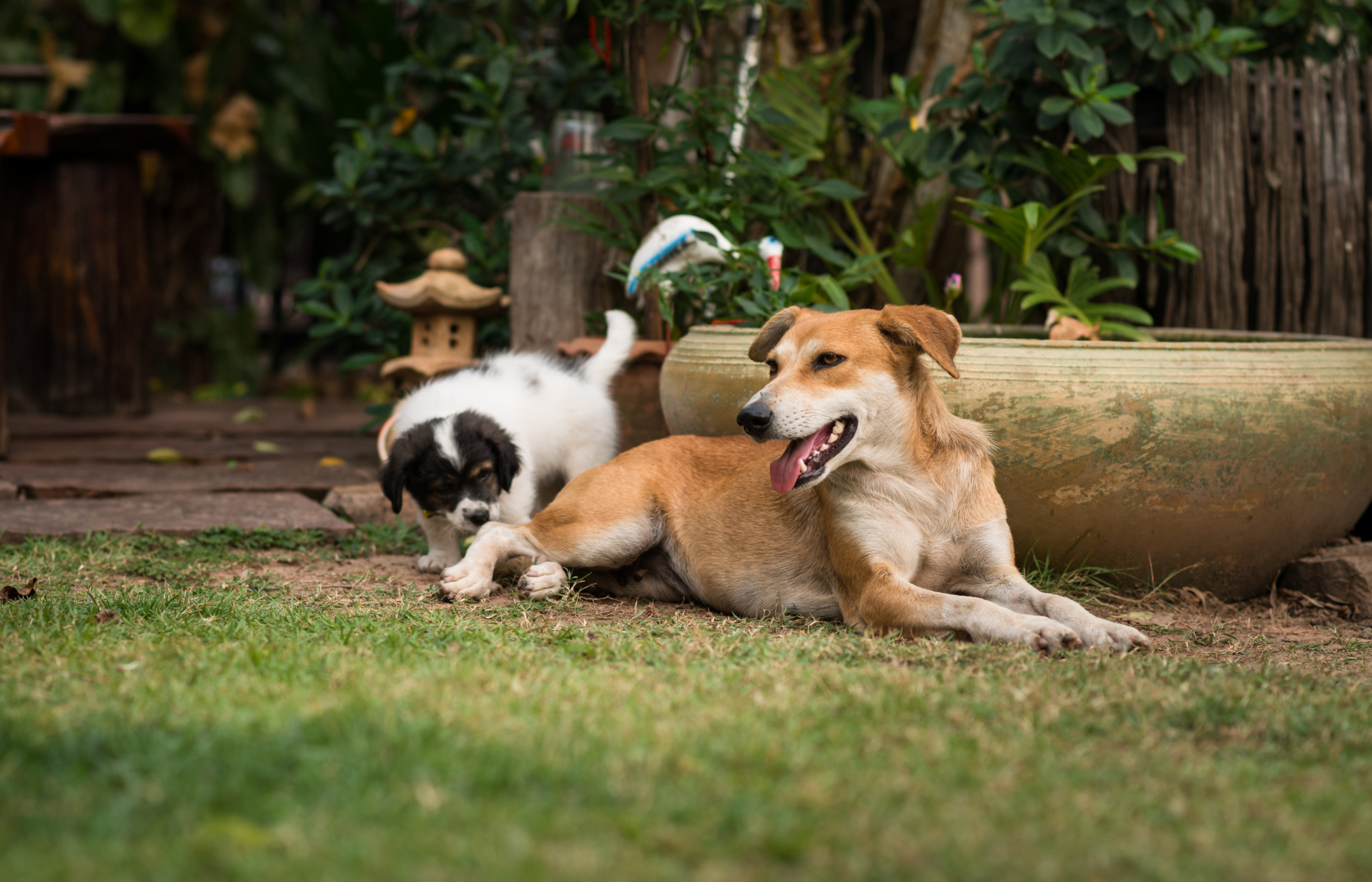 Maternal Behavior Problems in Female Dogs