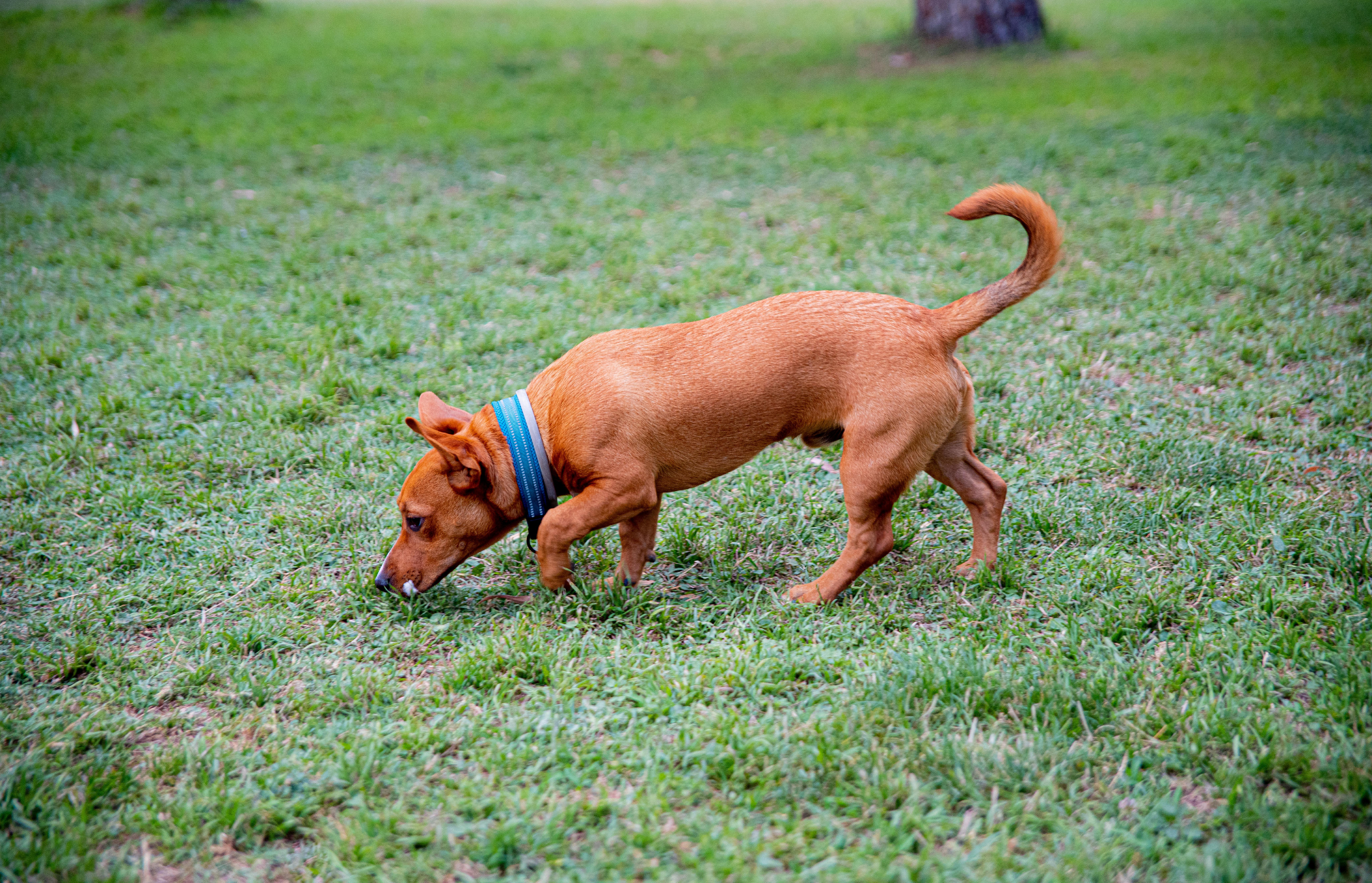 Why do dogs sniff before they pee?
