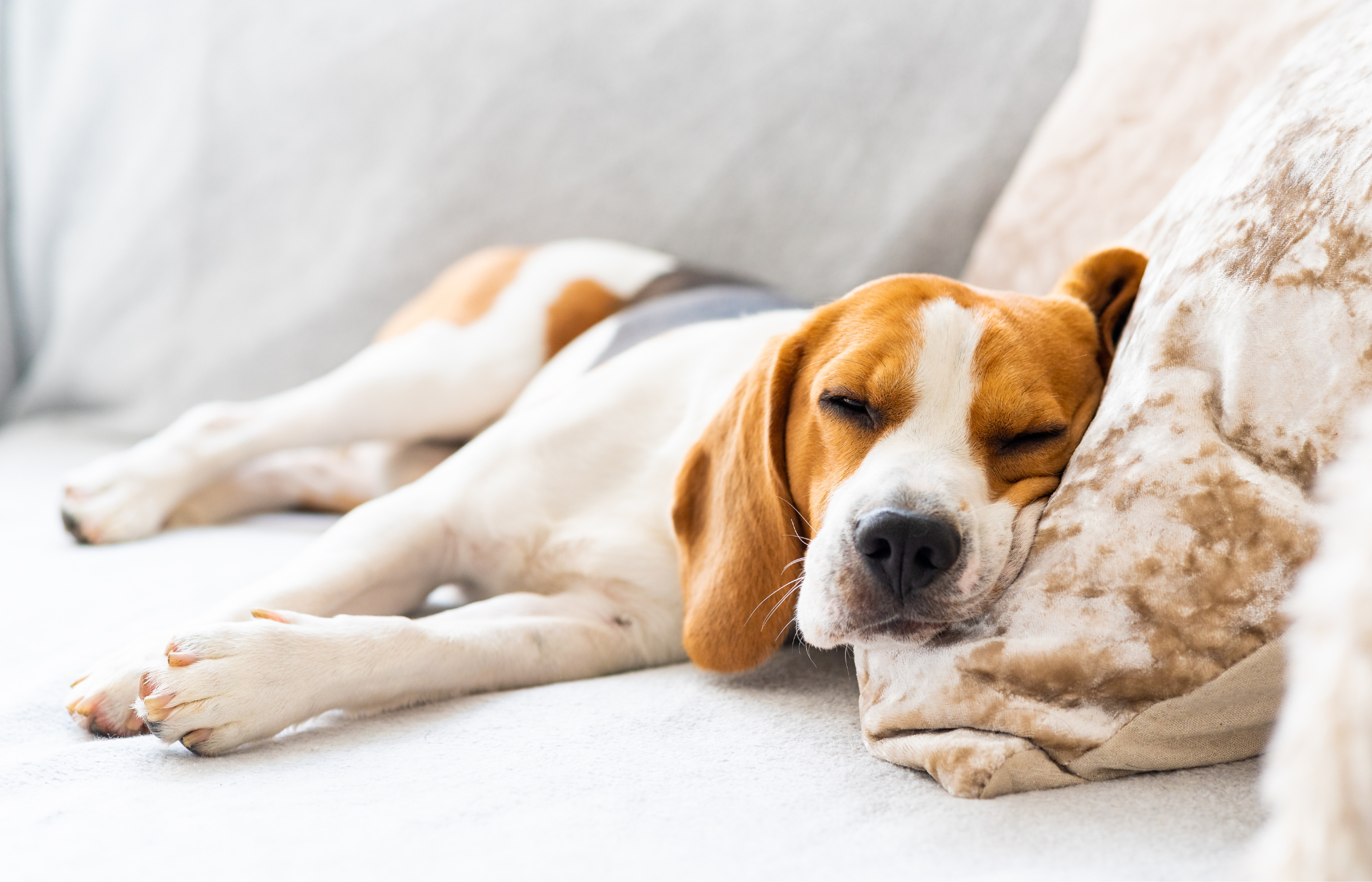 Helping Your Dog Thrive on Days Indoors