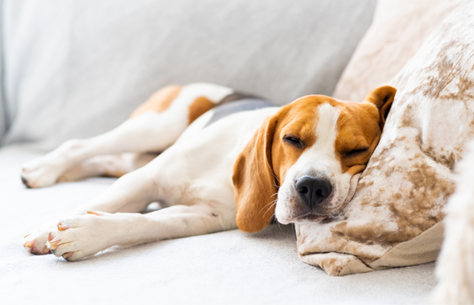 Helping Your Dog Thrive on Days Indoors