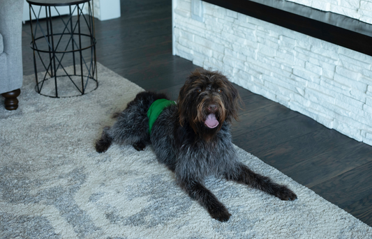 What are belly bands for male dogs, what is a belly band for male dogs