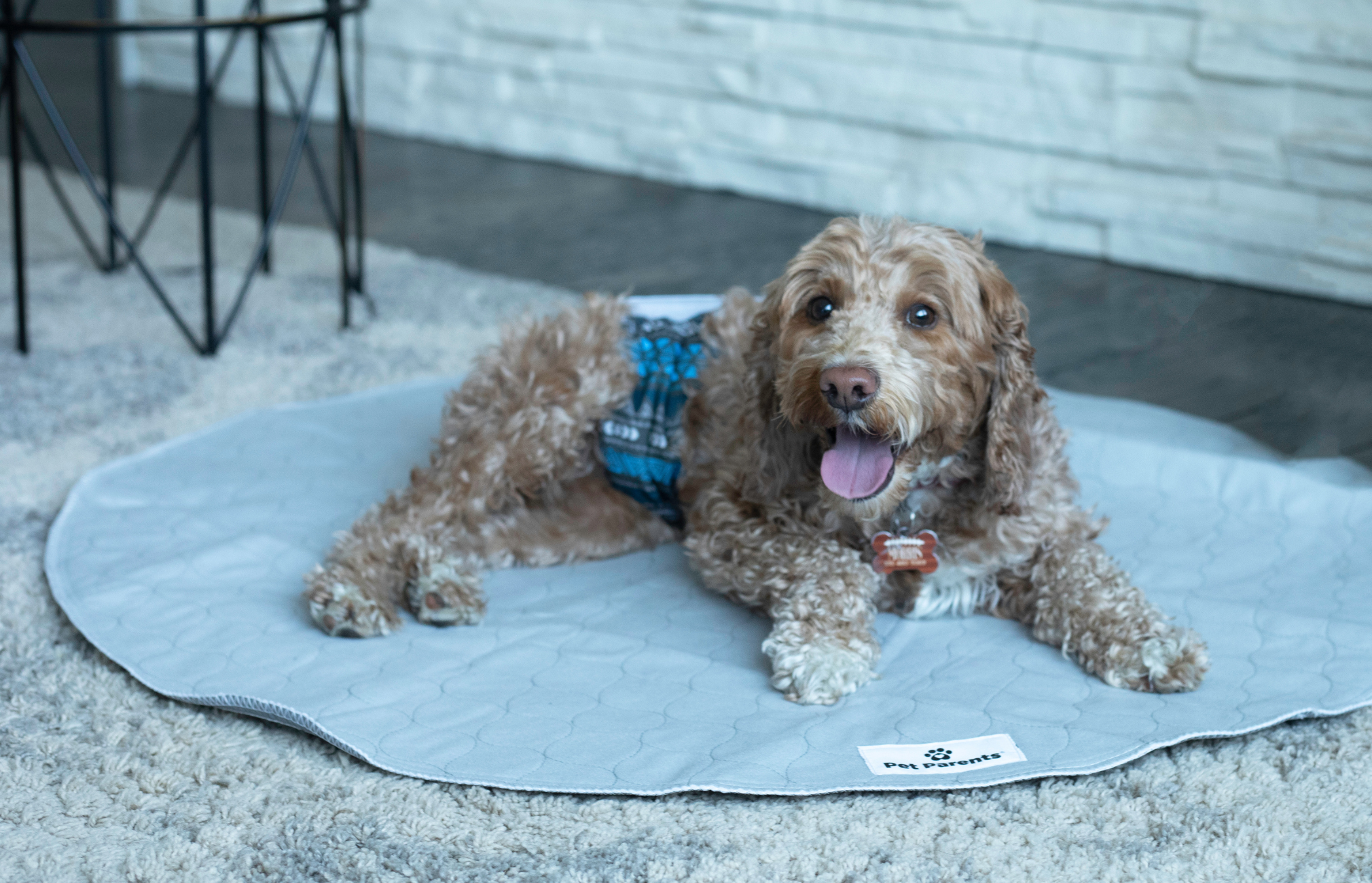 Belly band for dogs, dog belly band