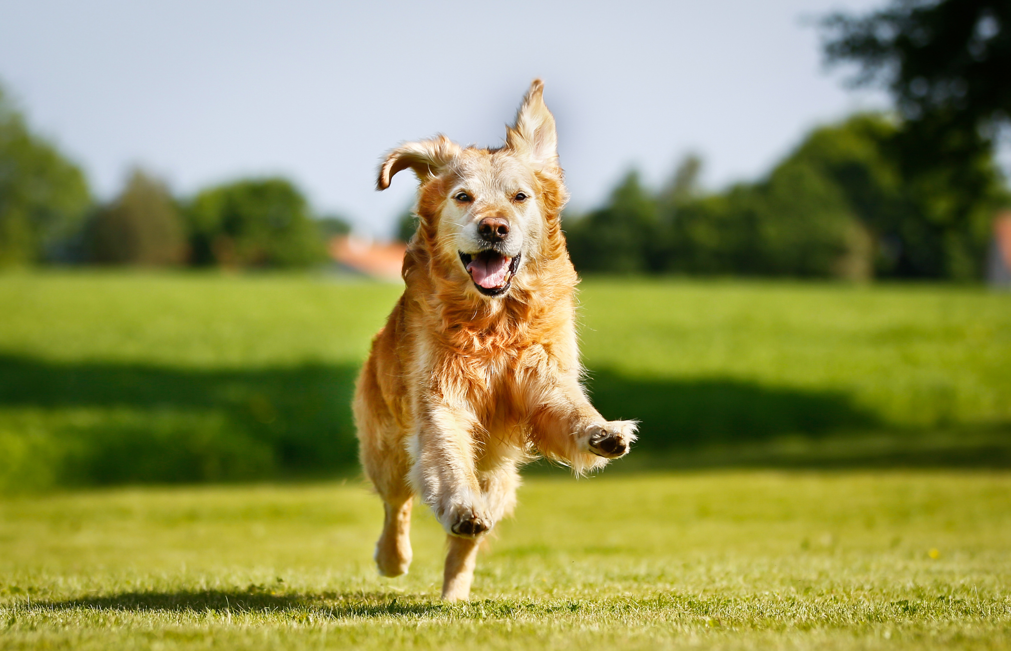 Chip your Pet Month