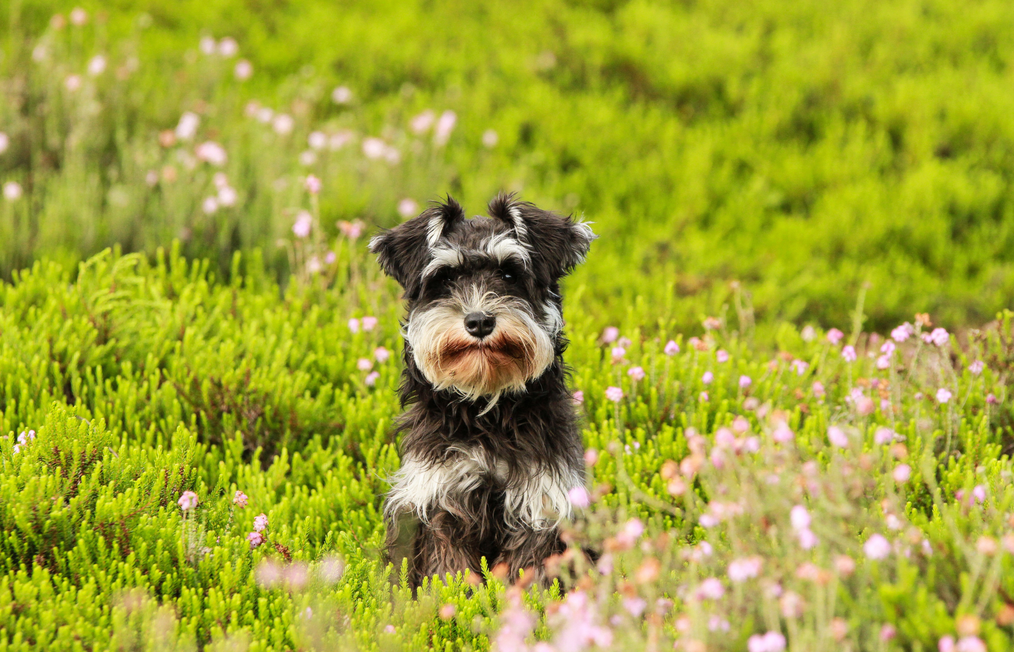 Bladder Cancer in Dogs