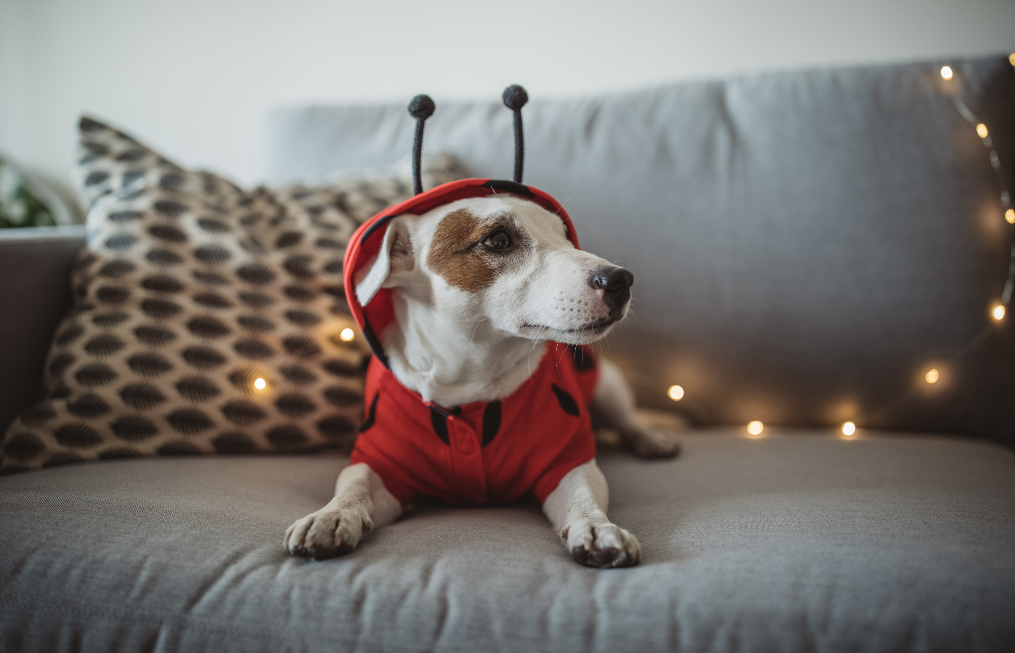 How to Include Dog Diapers in Your Dog's Halloween Costume