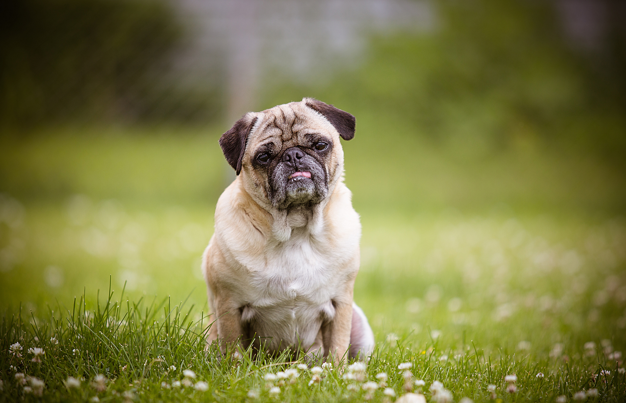 Preparing for Battle: Cancer in Dogs