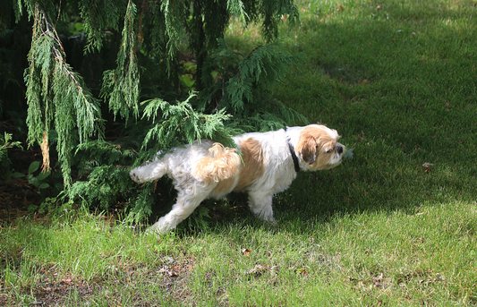 Top Urinary Diseases in dogs and how to manage them