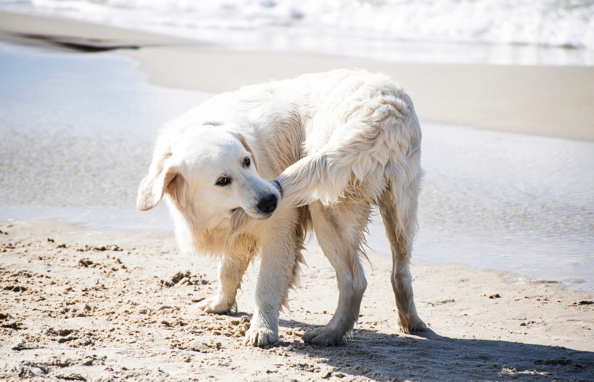 Why Do Dogs Chase Their Tails