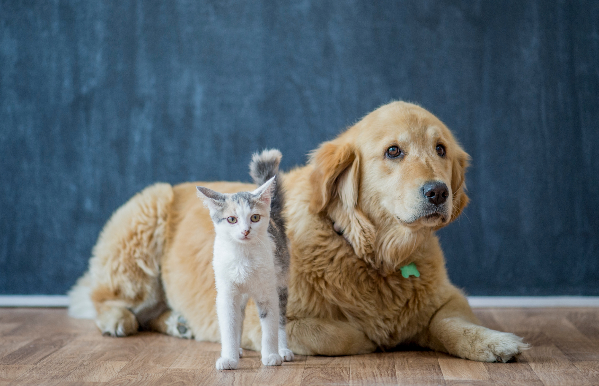 How to Clean Dog Ears & How to Clean Cat Ears