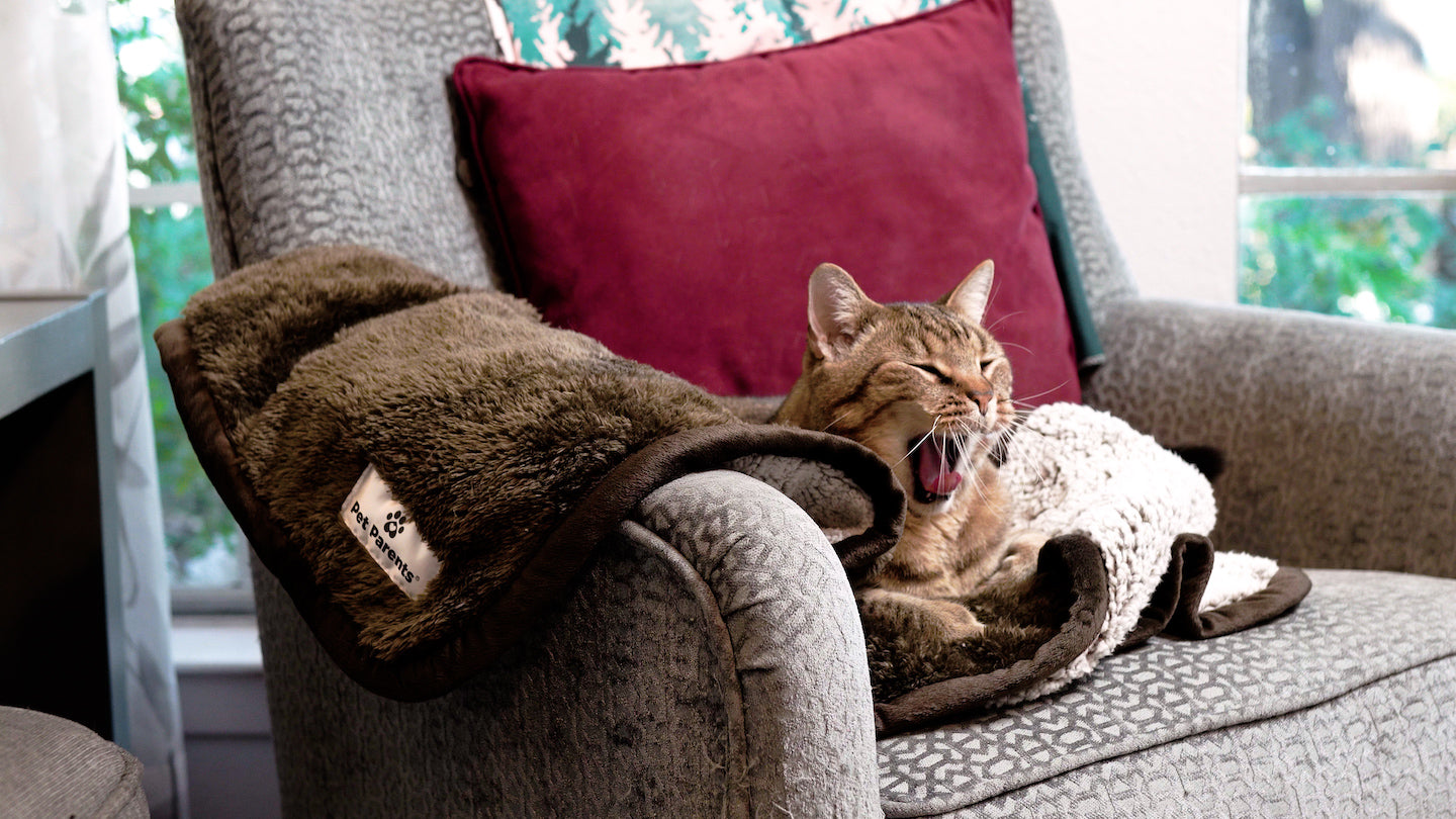 Why Do Cats Suck on Blankets? why does my cat suck on blankets
