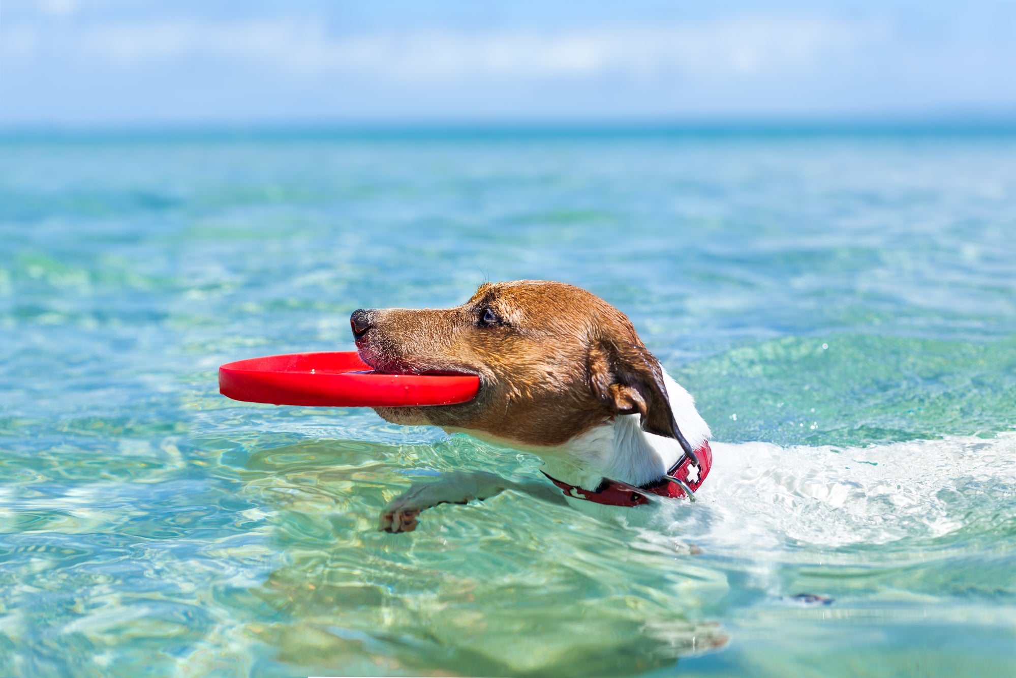 Can All Dogs Swim?