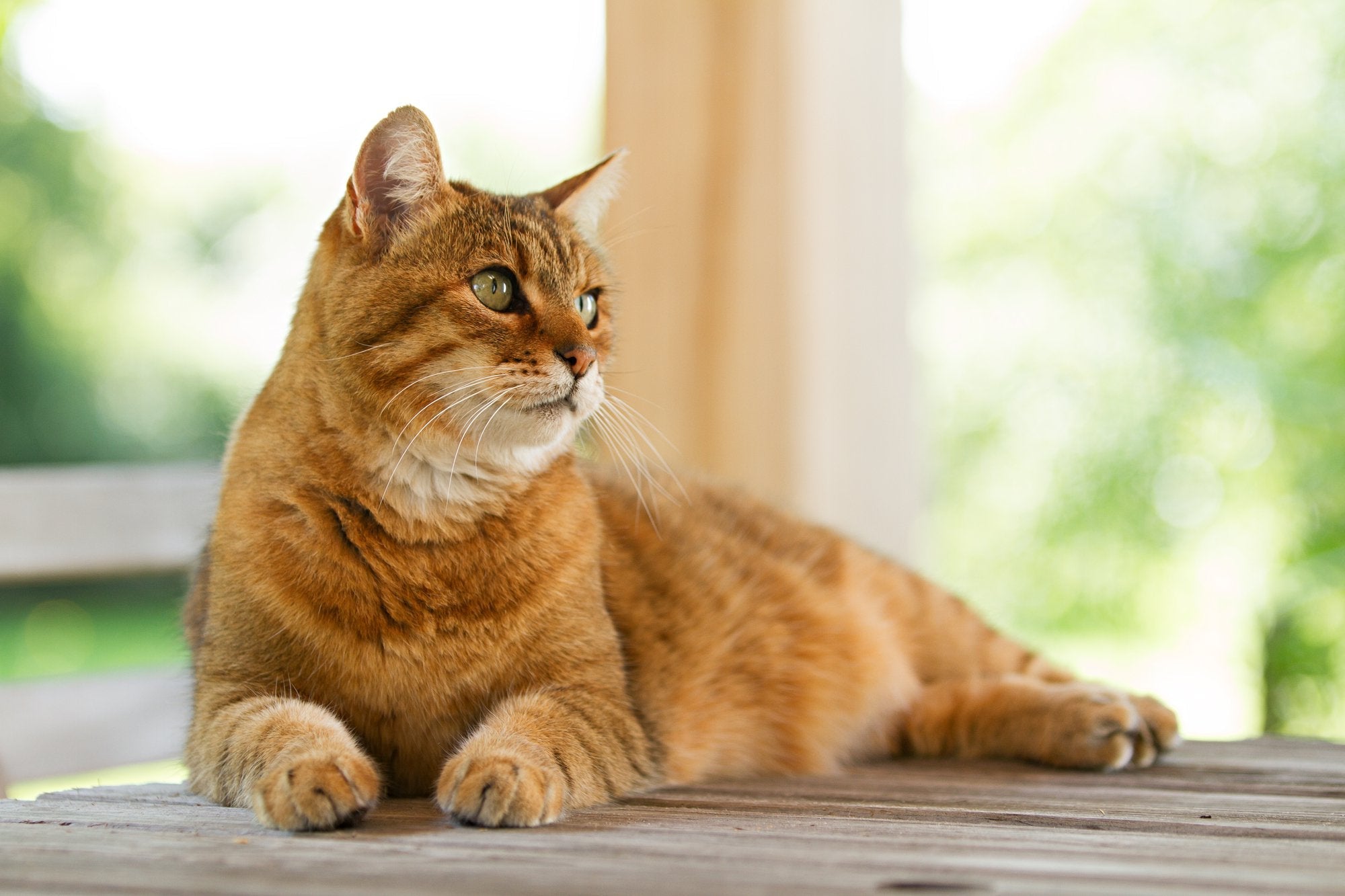 Can Cats Have Asthma?