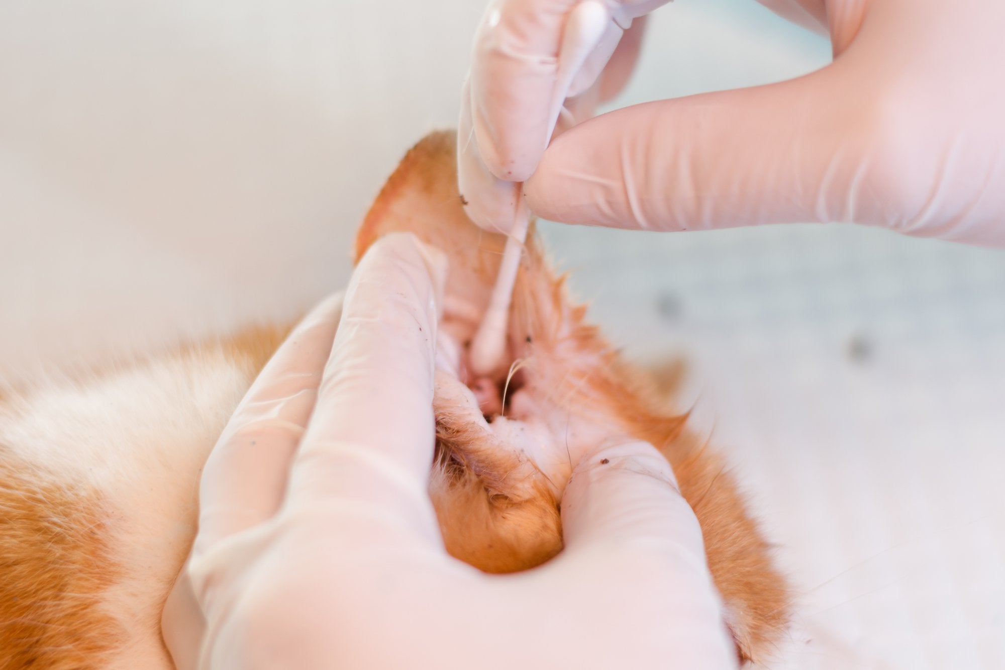 Ear Mites in Cats
