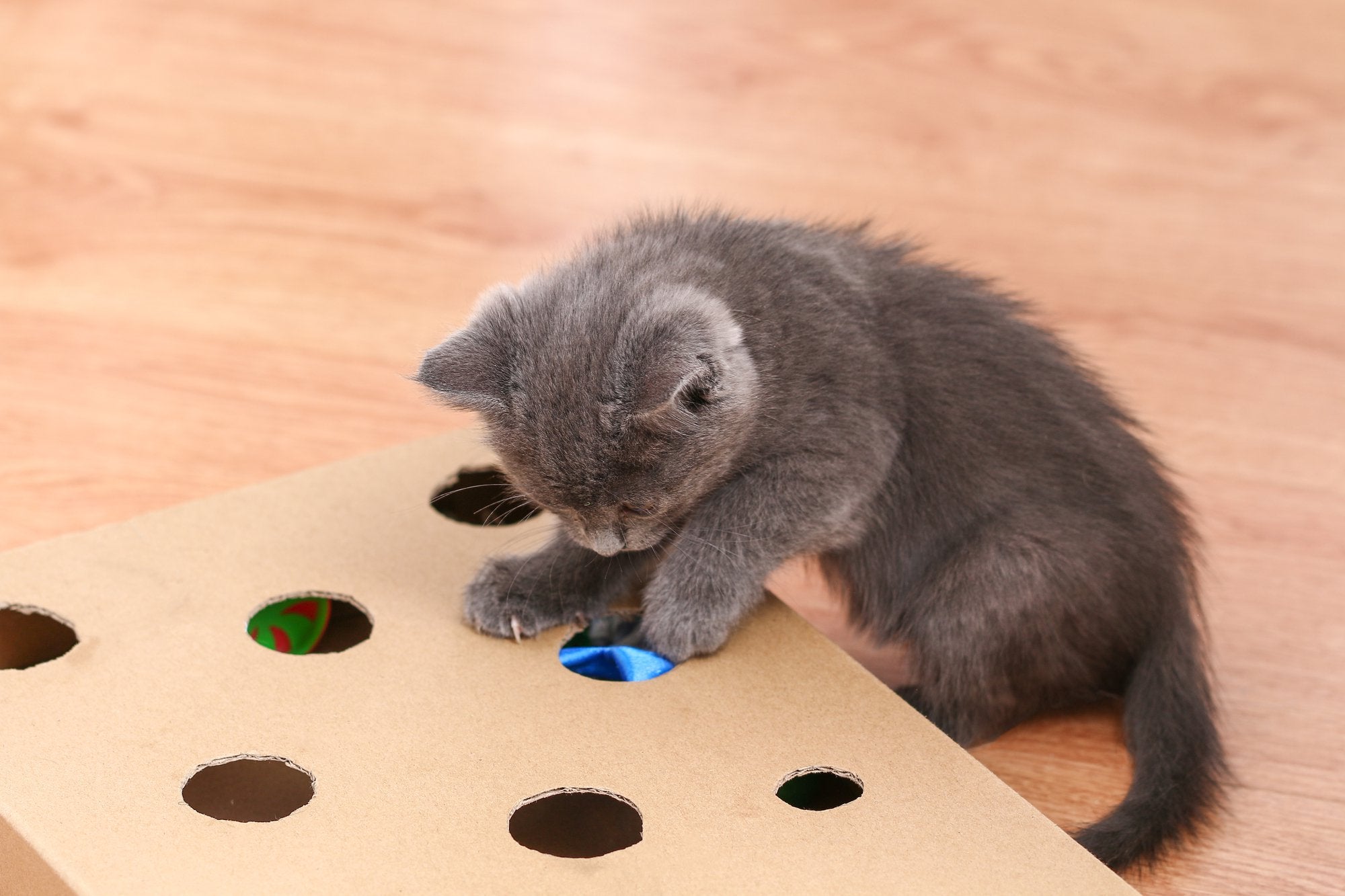 Cat Enrichment Toys