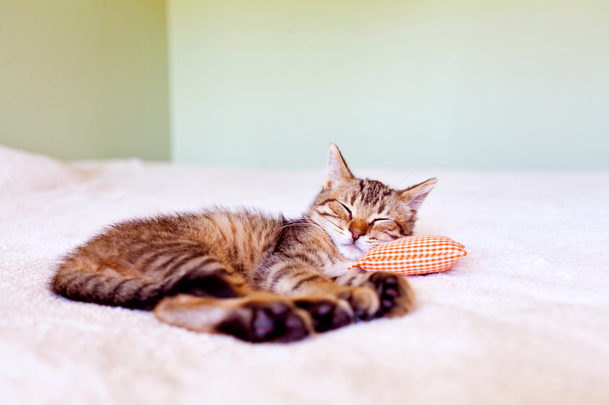 Blog posts Is Your Cat Sad? Signs and Causes of Cat Depression