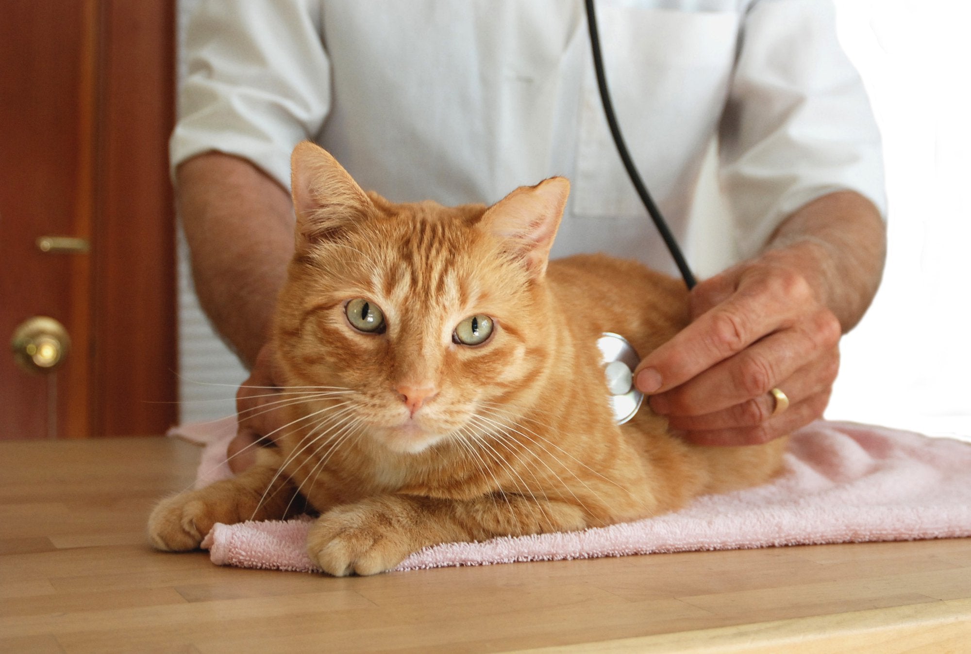 Cat Diseases to Watch Out For