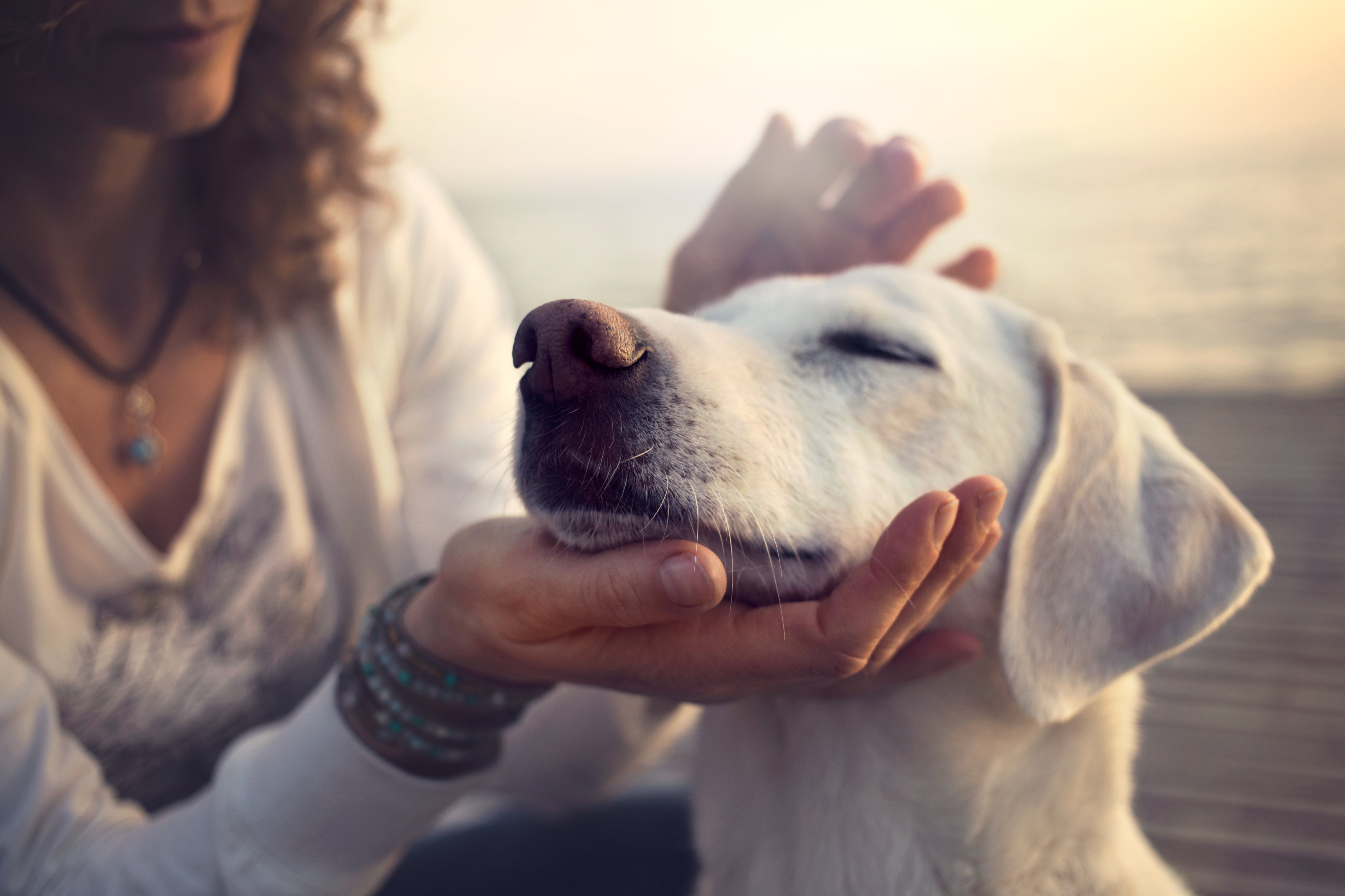 Challenges of Owning a Dog