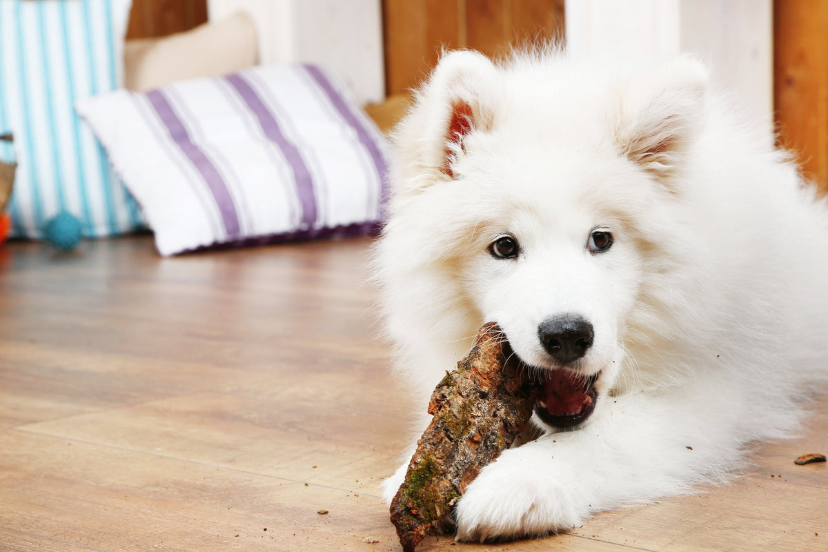 Dog Choking Hazard From Clothing photo