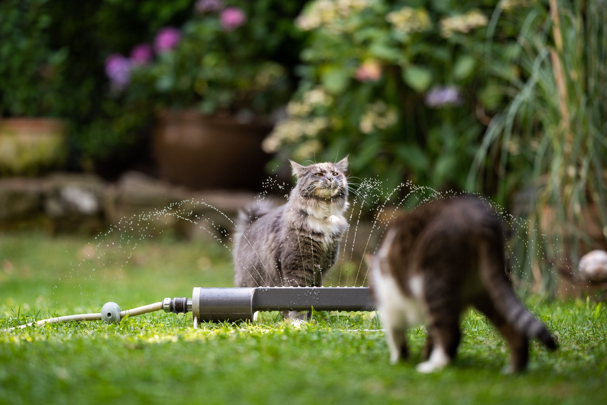 How to Help a Cat in Heat