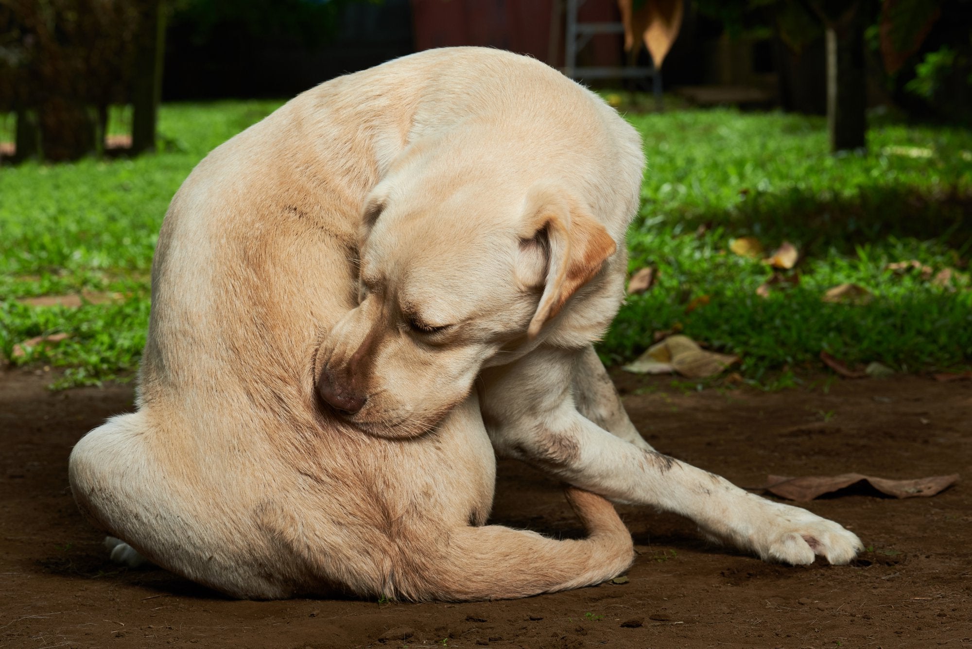 Dog Skin Allergies