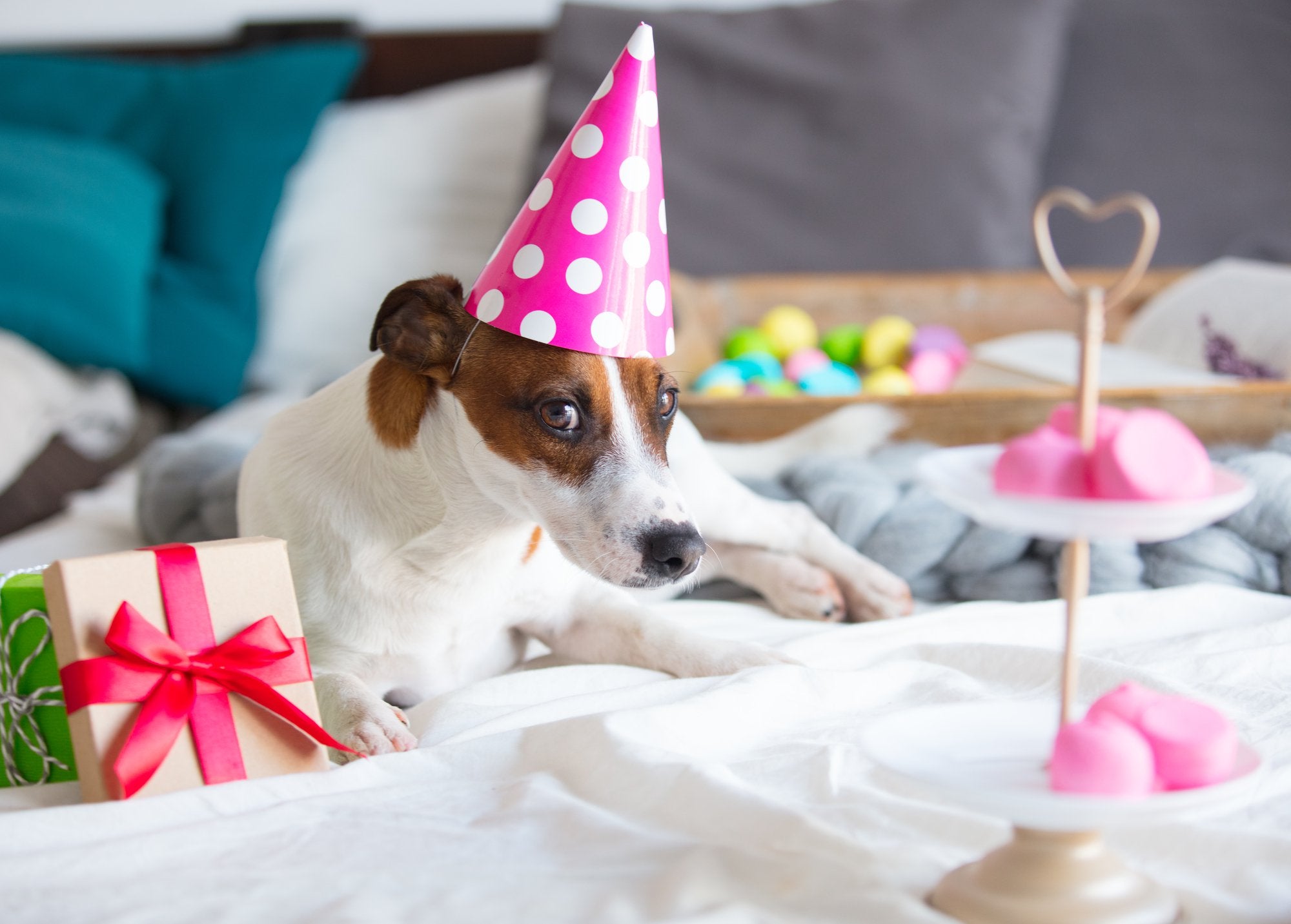 Dog Birthday Gifts (For Furbabies and Pet Parents)
