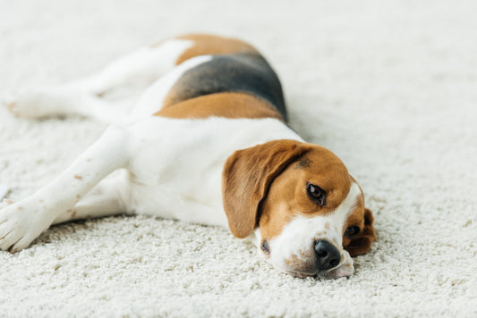 What to Give Dogs for Diarrhea