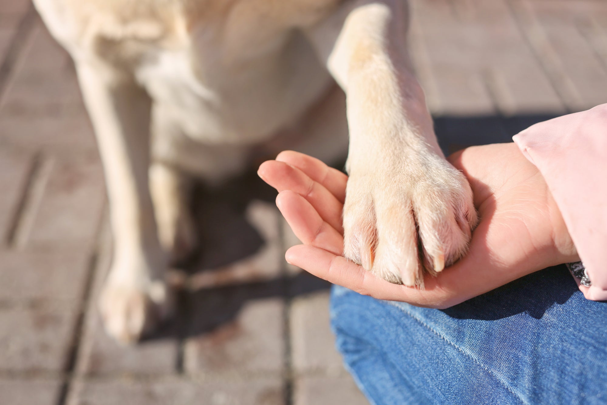 7 Simple Ways to Be an Eco-Friendly Pet Parent