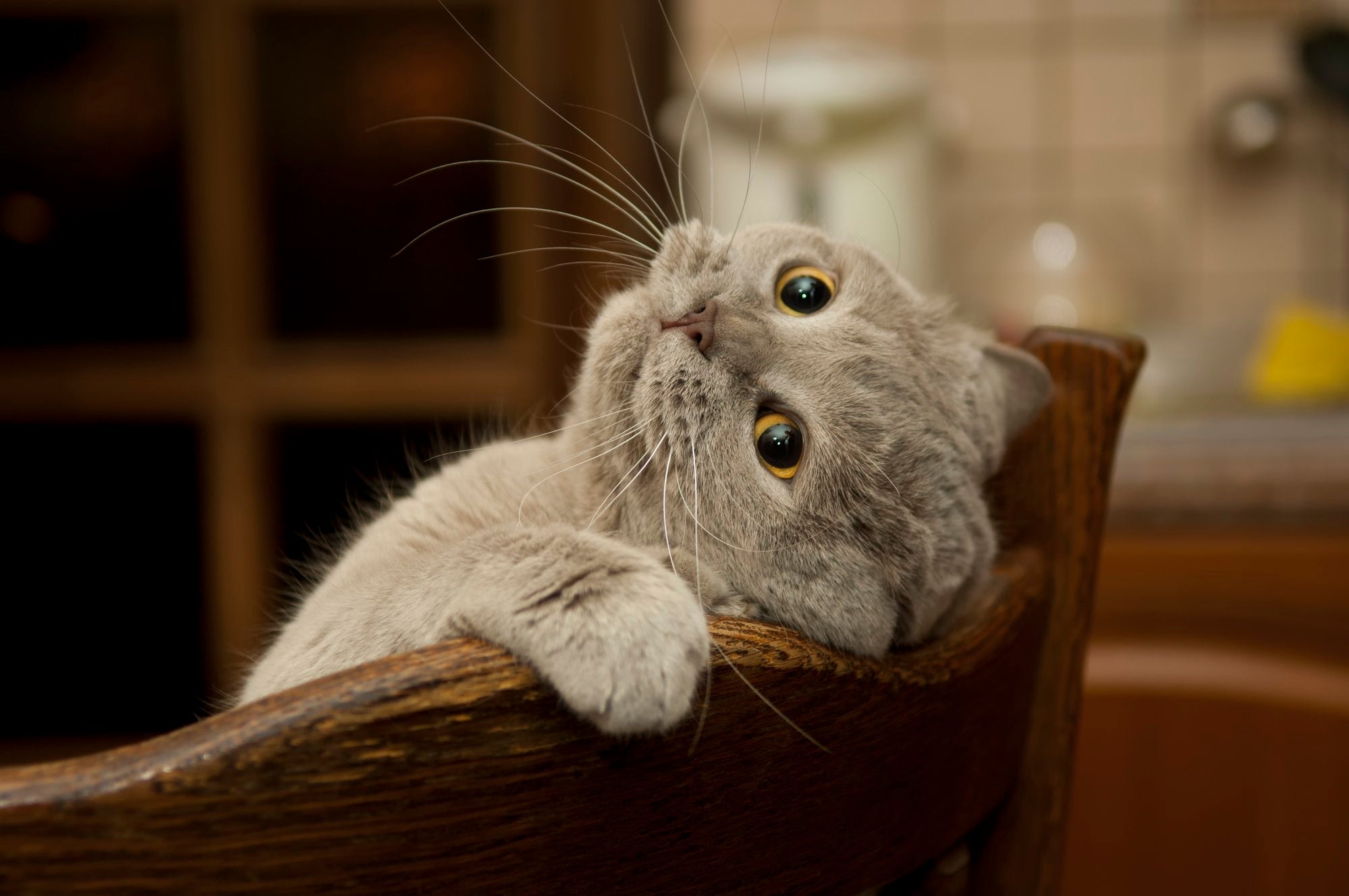 Your female cat & when to breed her