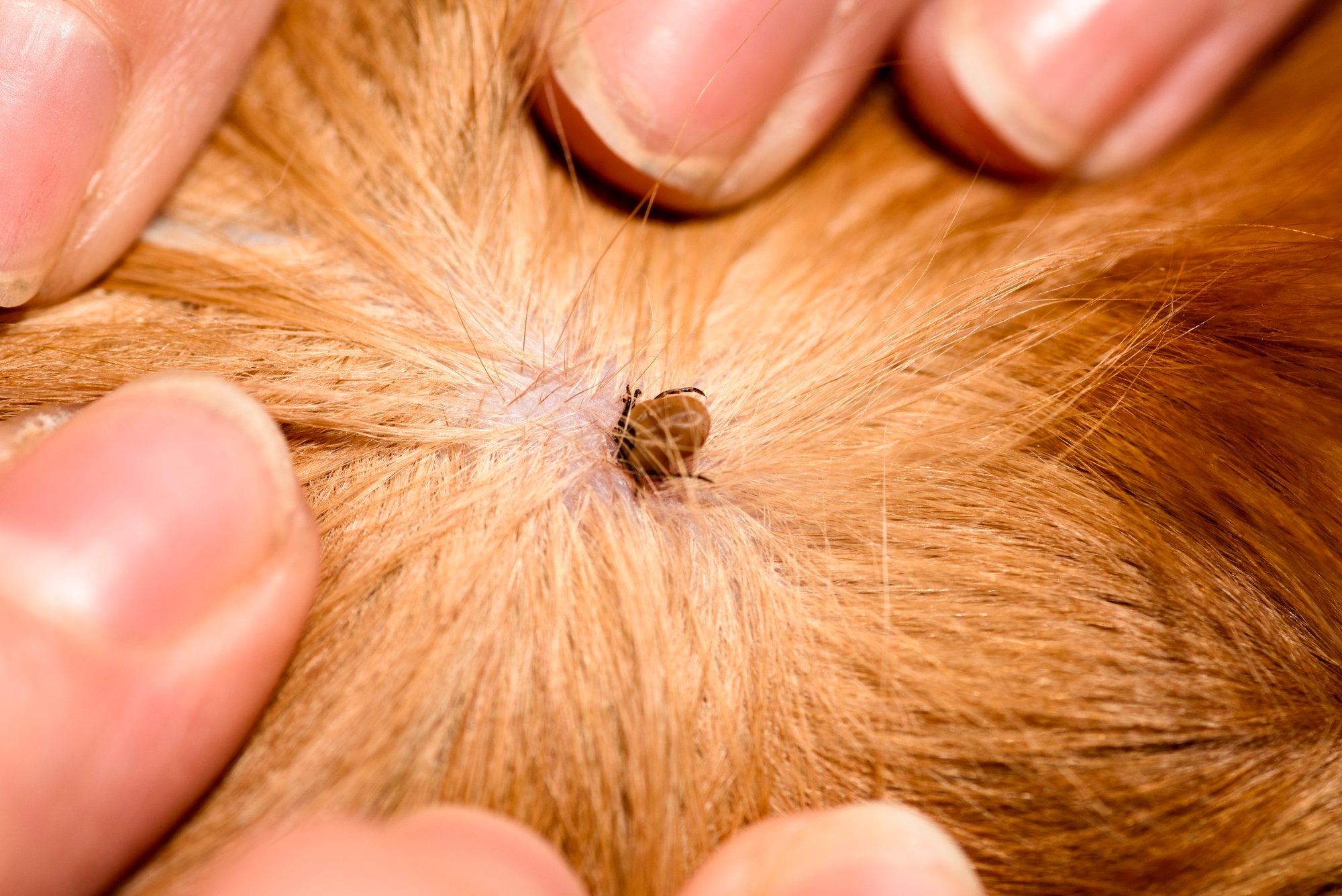 Tick Prevention for Dogs