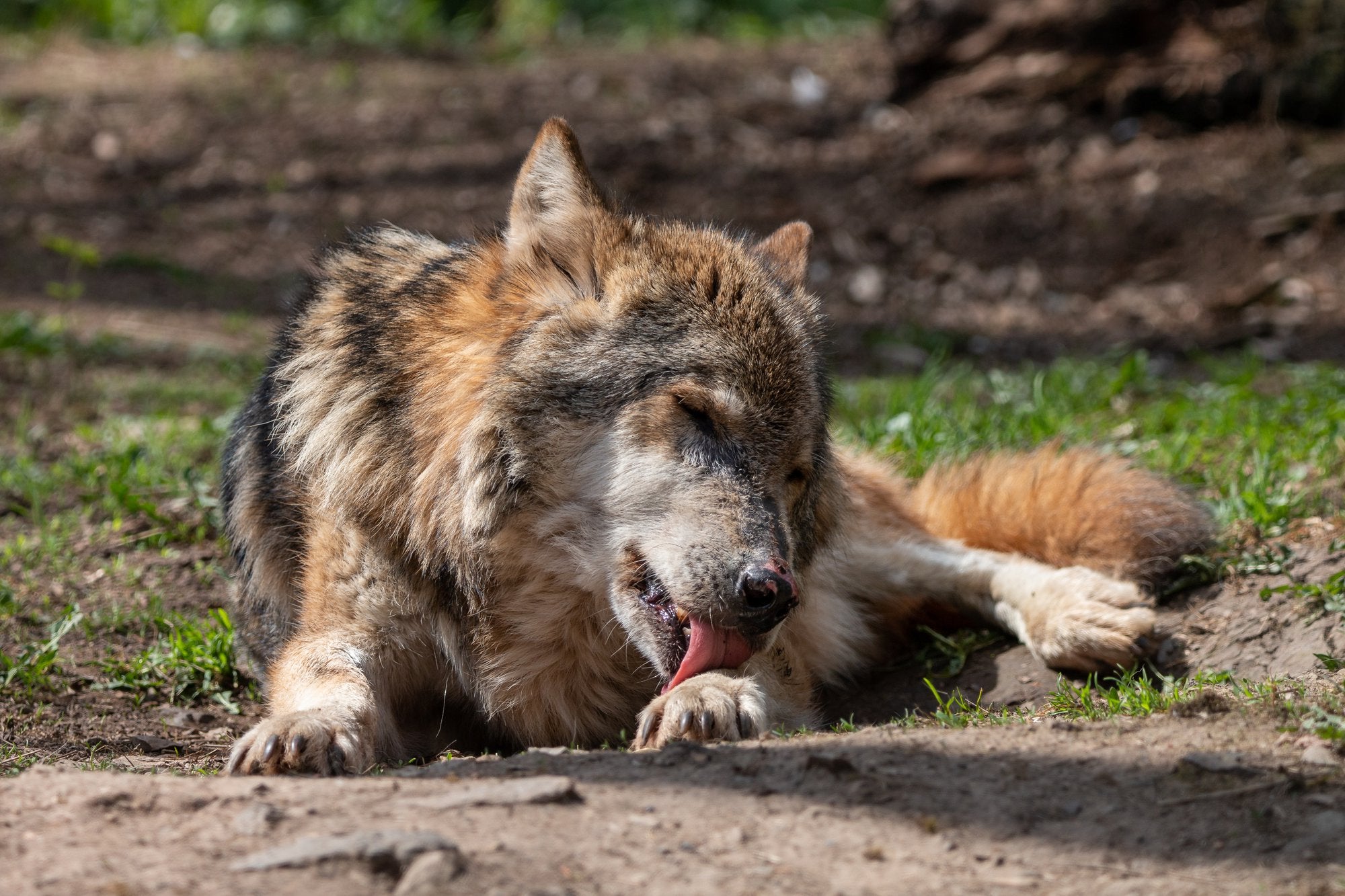 Why Do Dogs Lick Their Paws