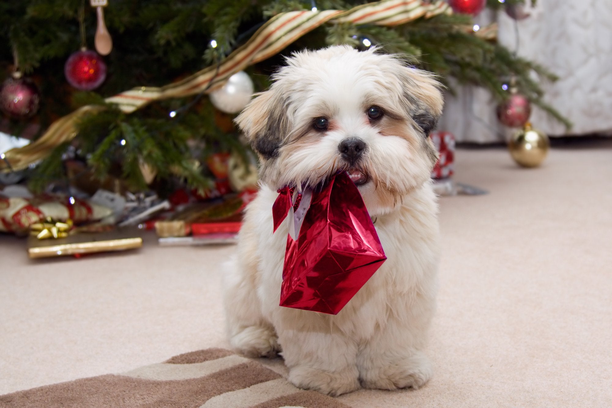 Dangerous Holiday Items for your Pet