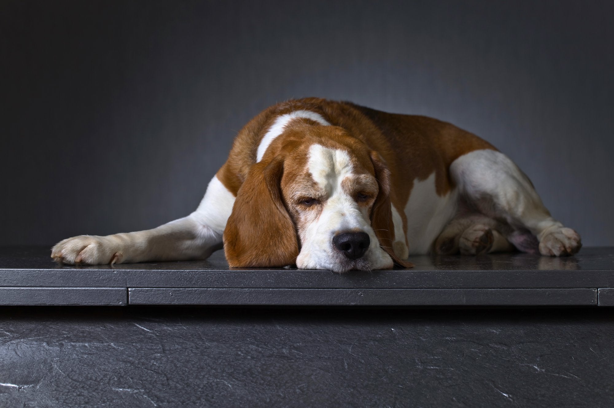 Is my dog depressed?