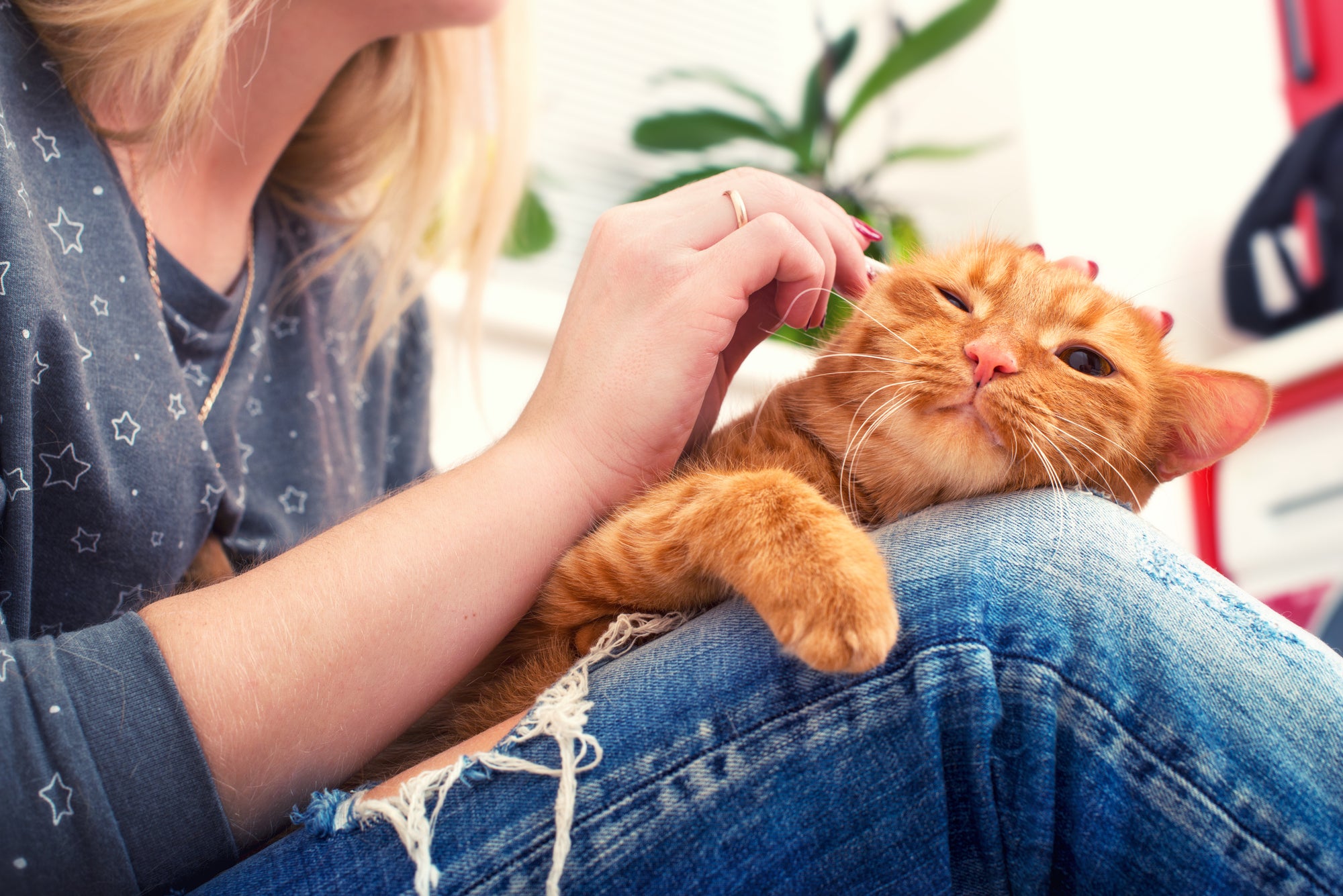How to Clean Cat Ears