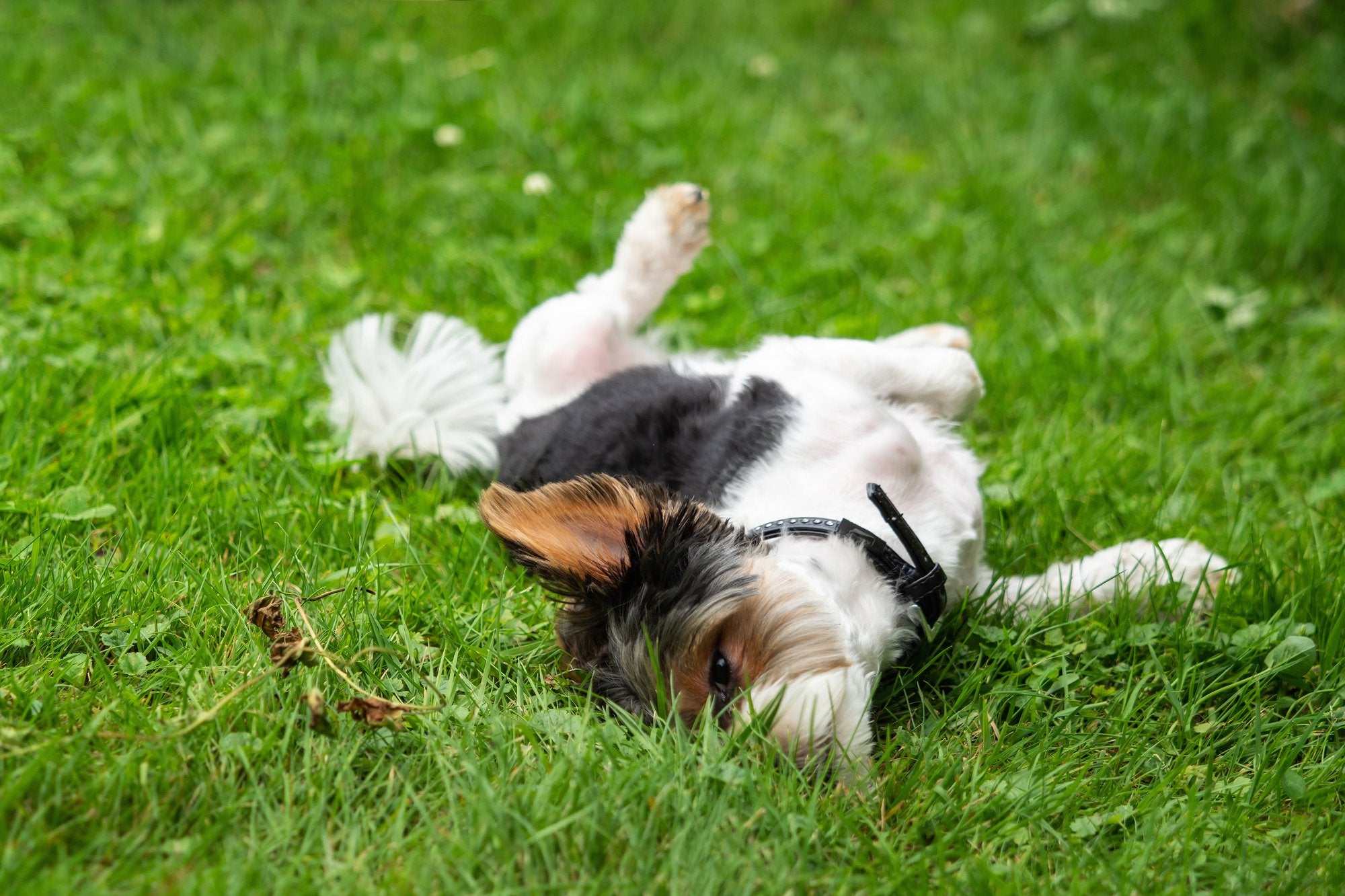 Why Do Dogs Roll in the Grass?